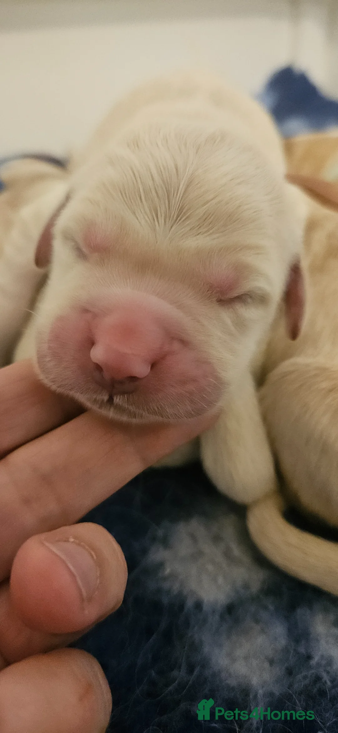 Golden Retriever dogs for sale: Amazing Goldens - Advert 1