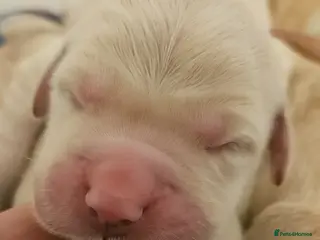 Golden Retriever dogs Amazing Goldens - Advert 9