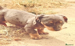 Miniature Dachshund dogs for sale: Beautiful Isabella dachshund puppies - Image 8