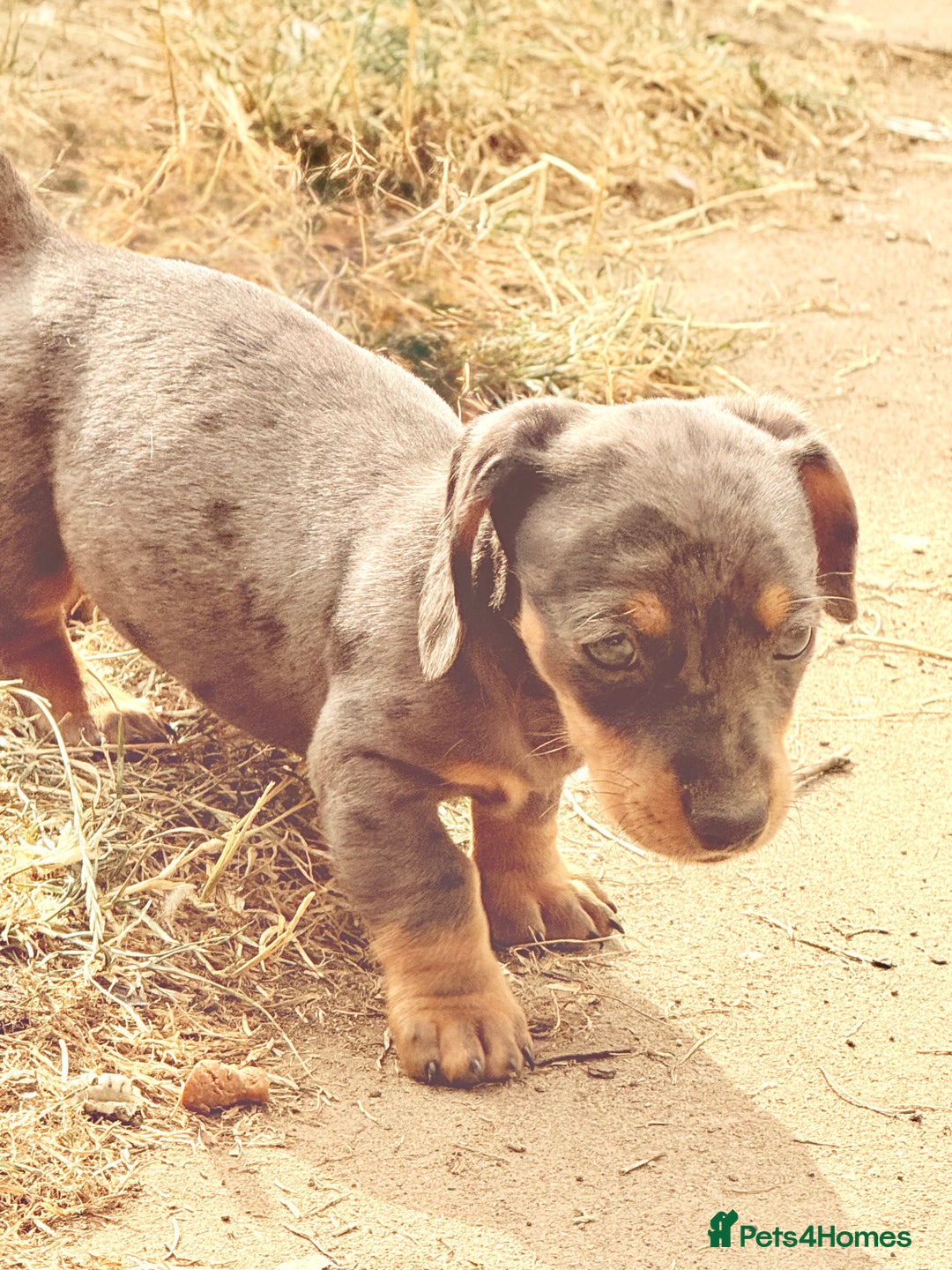Miniature Dachshund dogs for sale: Beautiful Isabella dachshund puppies - Image 8