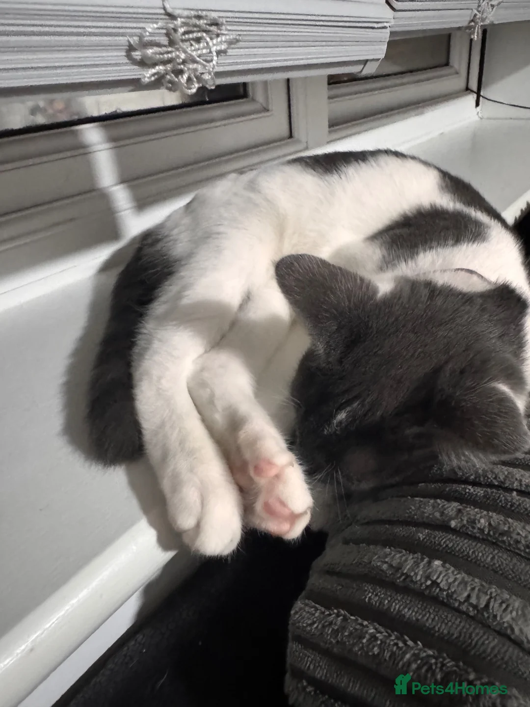 Mixed Breed cats for sale: Mazakin - Advert 2