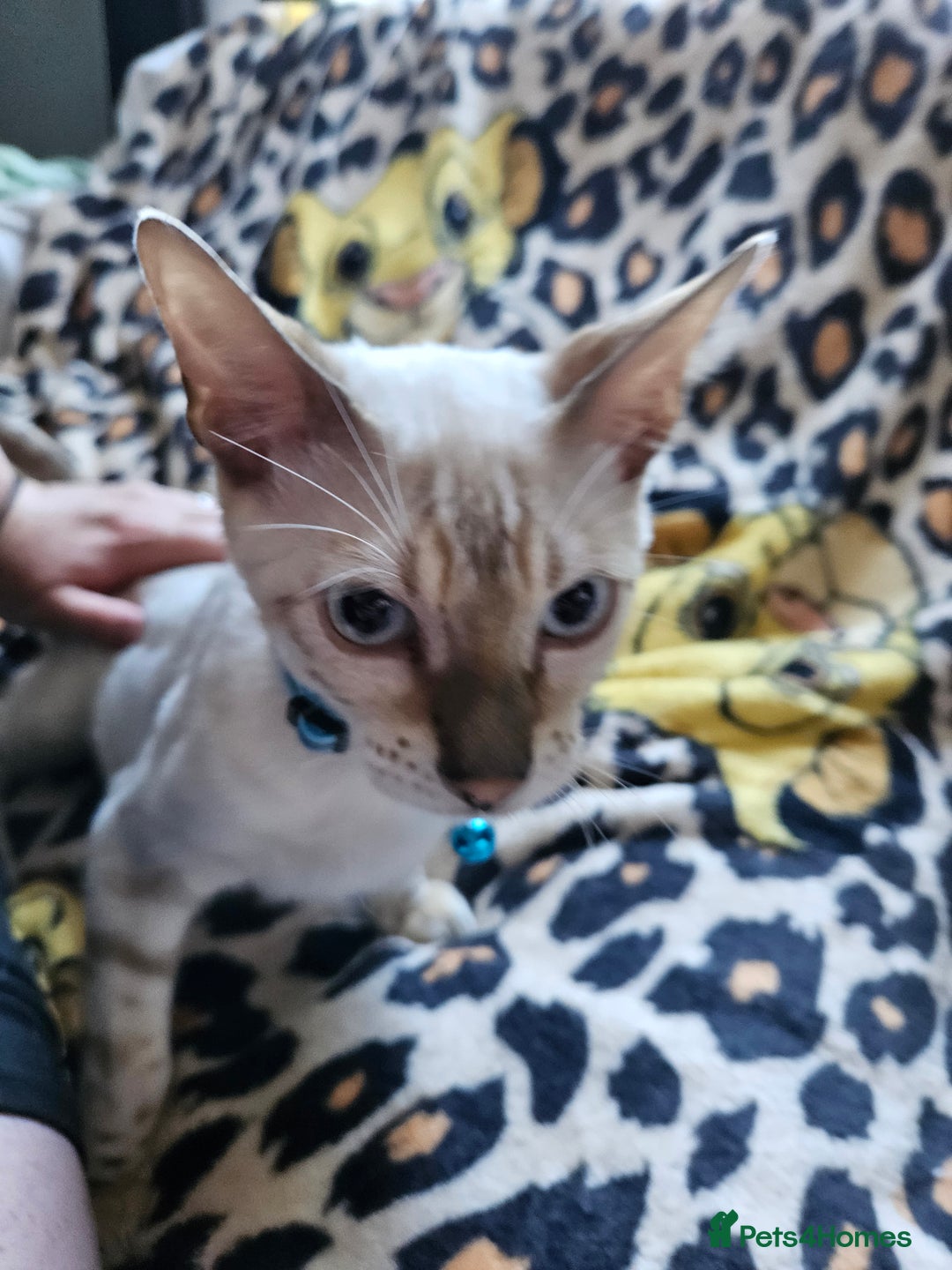 Bengal cats for sale: Snow bengal kittens for loving homes  - Image 30