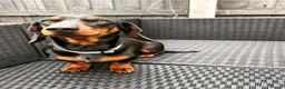 Miniature Dachshund dogs for stud: 🐾 Miniature Dachshund Stud Available 🐾 - Advert 2