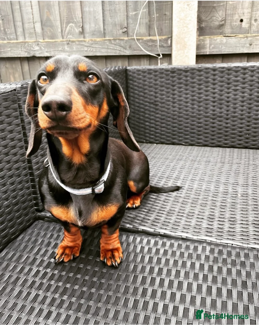 Miniature Dachshund dogs for stud: 🐾 Miniature Dachshund Stud Available 🐾 - Advert 2