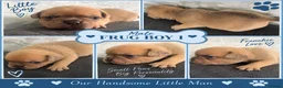 Frug dogs for sale: Stunning litter of 8 little FRUG boys  - Advert 14