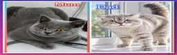 British Shorthair cats for sale: 🩷 LAST 2 GIRLS 🏆TICA reg 🐾 BSH - Advert 13