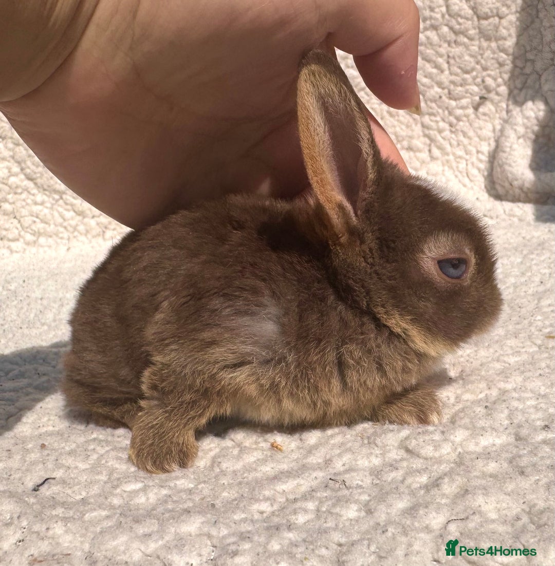 Rex rabbits for sale: stunning baby girl mini rex  - Image 9