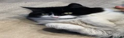 Siberian cats for sale: Siberian cats for rehoming - Advert 3