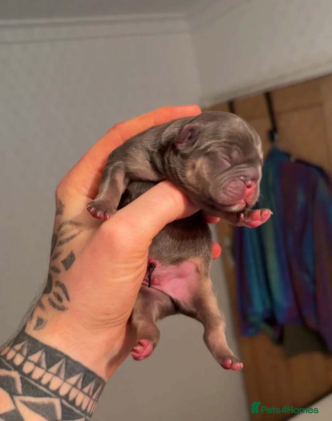 French Bulldog dogs for sale: HIGHLY HEALTH TESTED FRENCHIE PUPS - Advert 5