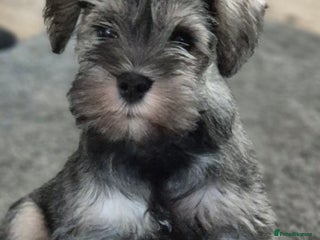 Miniature Schnauzer dogs Mini Schnauzer pup ready to find his forever home - Advert 3