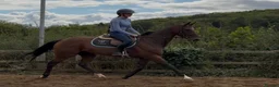 Irish Thoroughbred horses for sale: Smart , Straightforward, And Very Affordable  - Advert 3
