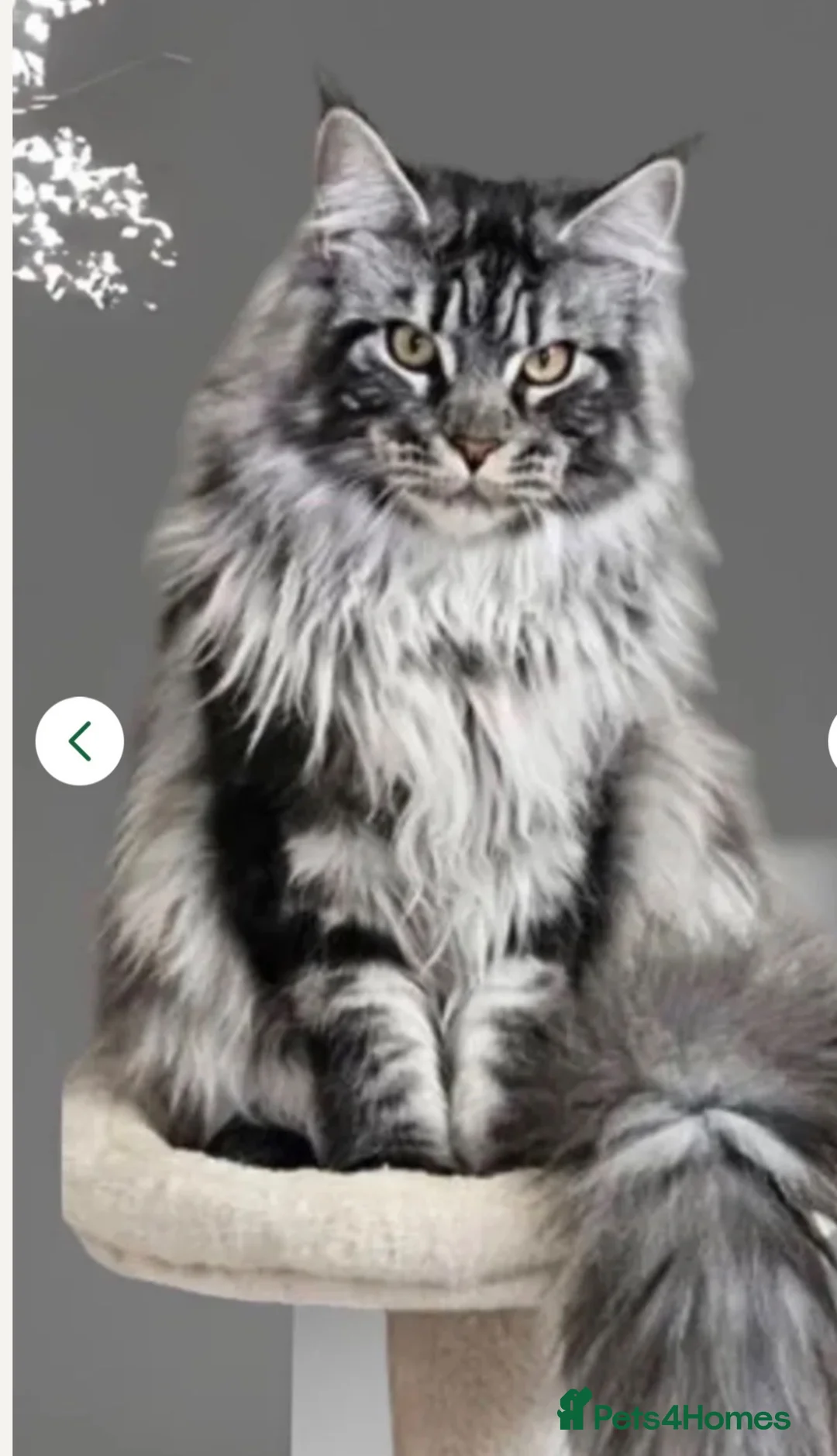 Maine Coon cats for sale: Beautiful Maine Coons - Advert 17