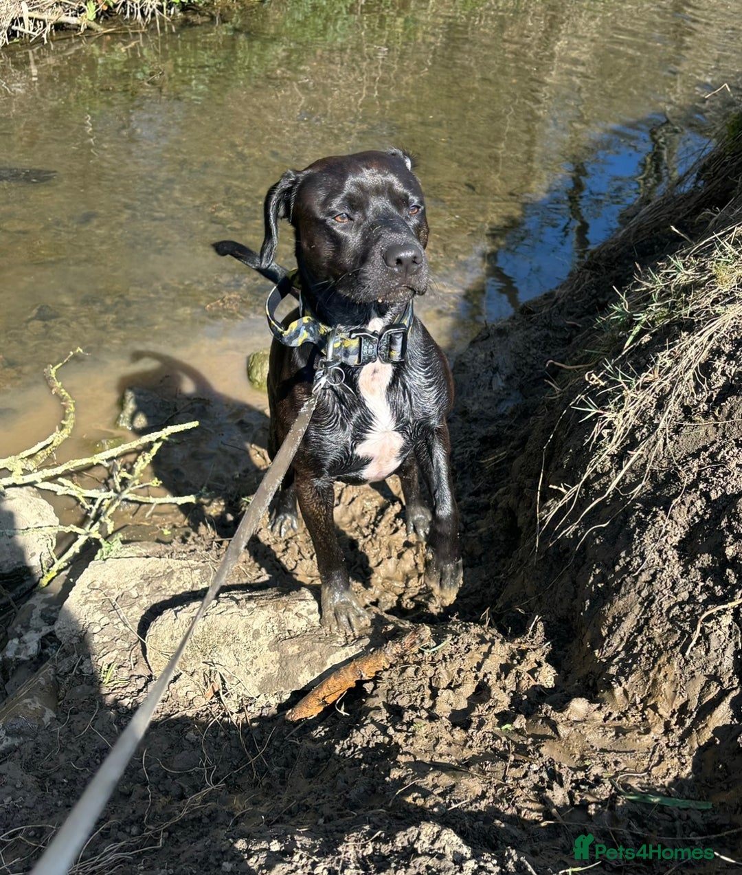 Mixed Breed dogs for sale: Staffy x for rehome ‼️ - Image 4
