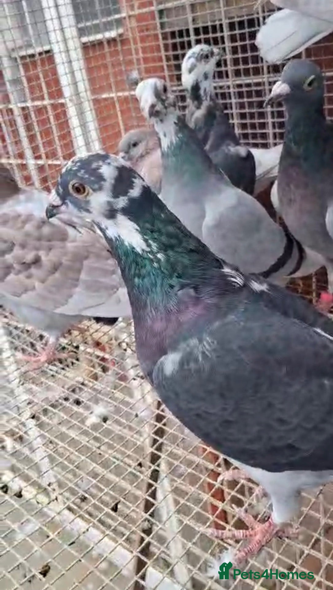 Pigeons birds RACING PIGEONS - Advert 1