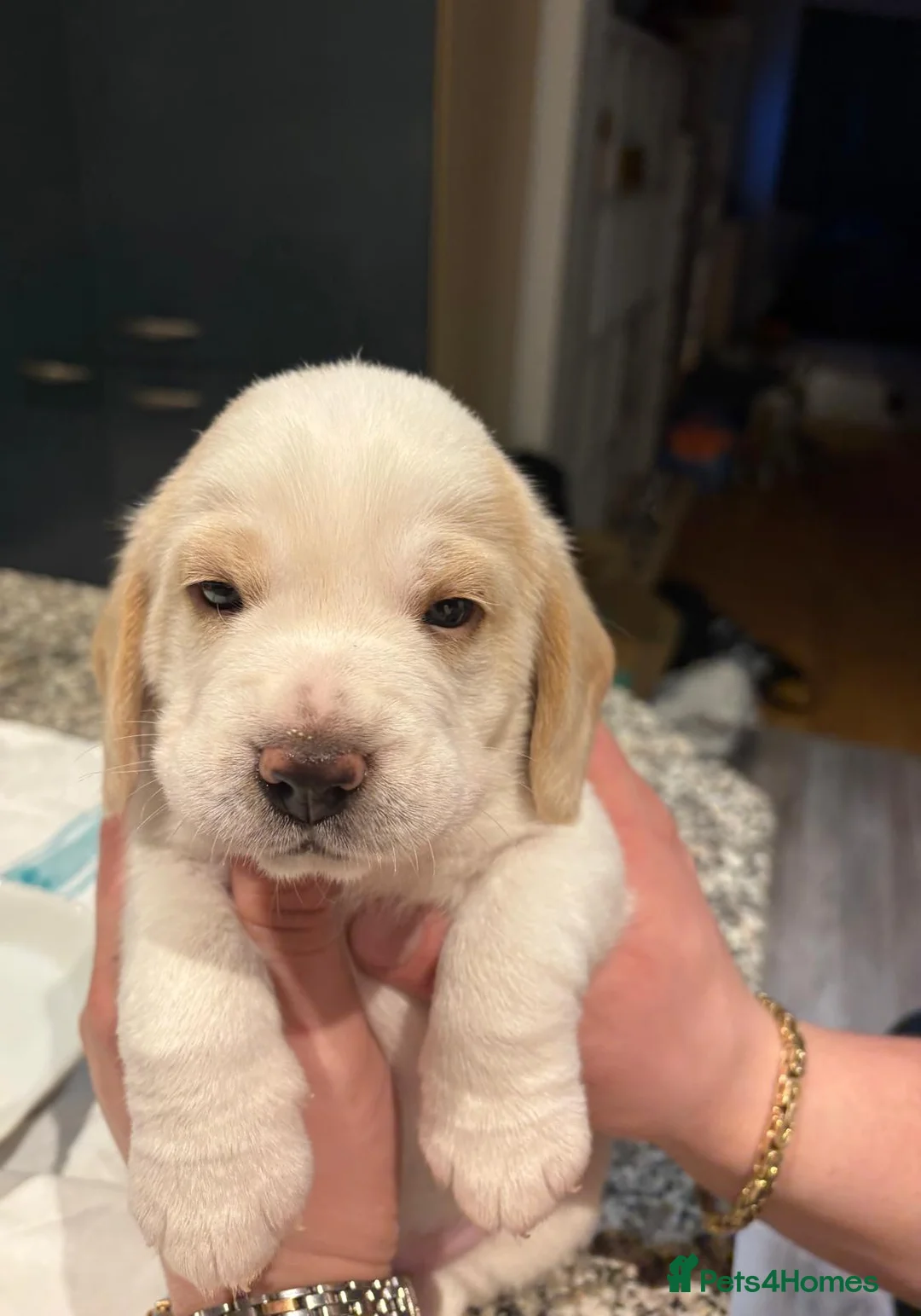 Beagle dogs for sale: Beagle Puppies for sale - Advert 3