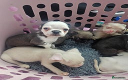 Pug dogs for sale: Stunning quality frug puppies - Image 1