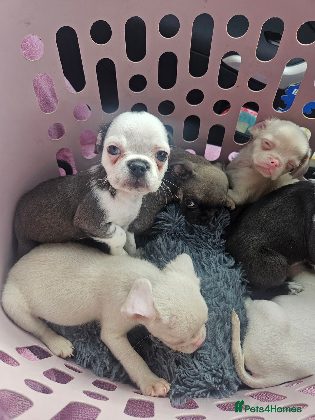 Pug dogs for sale: Stunning quality frug puppies - Image 1