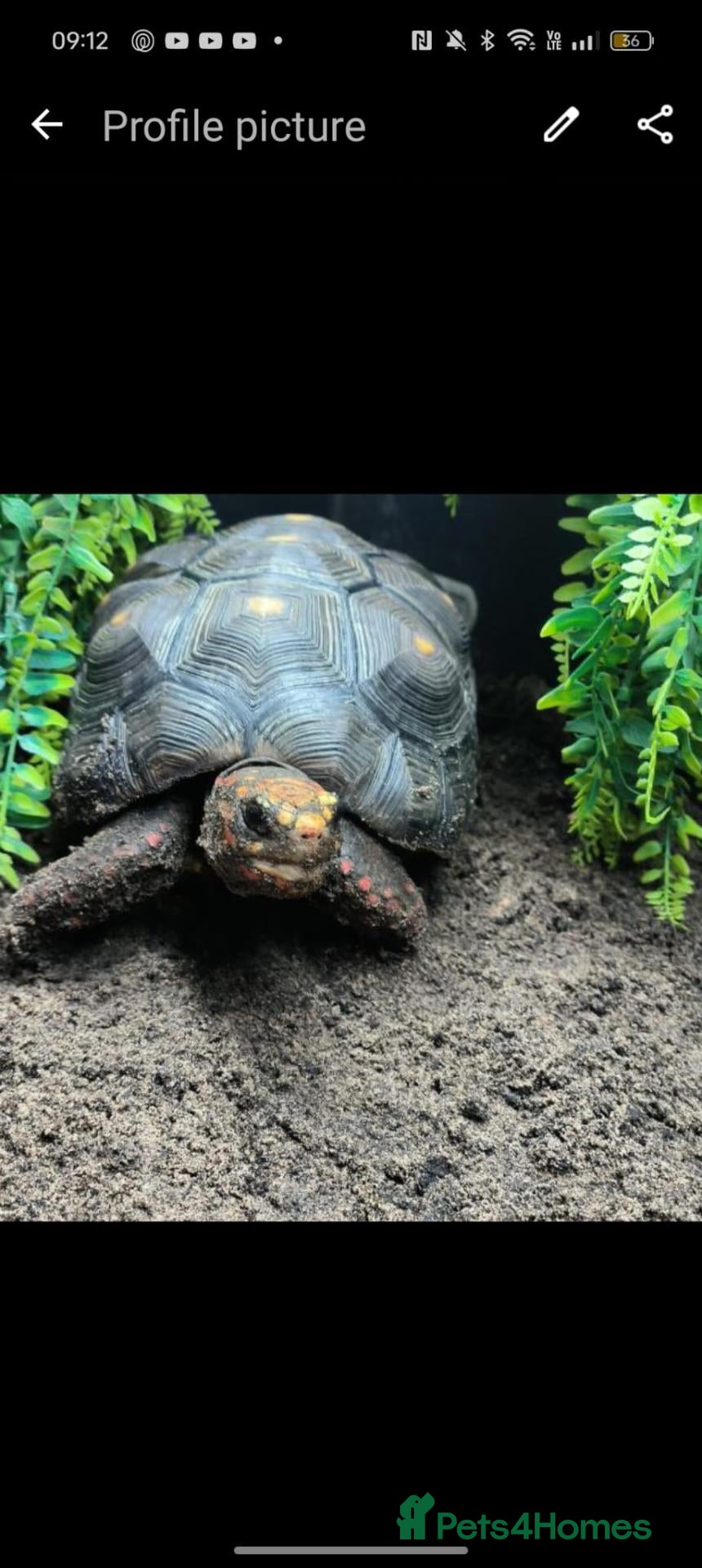 Tortoise reptiles Tortoise  - Advert 1