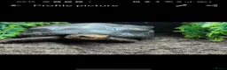 Tortoise reptiles for sale: Tortoise  in Sunderland - Advert 1