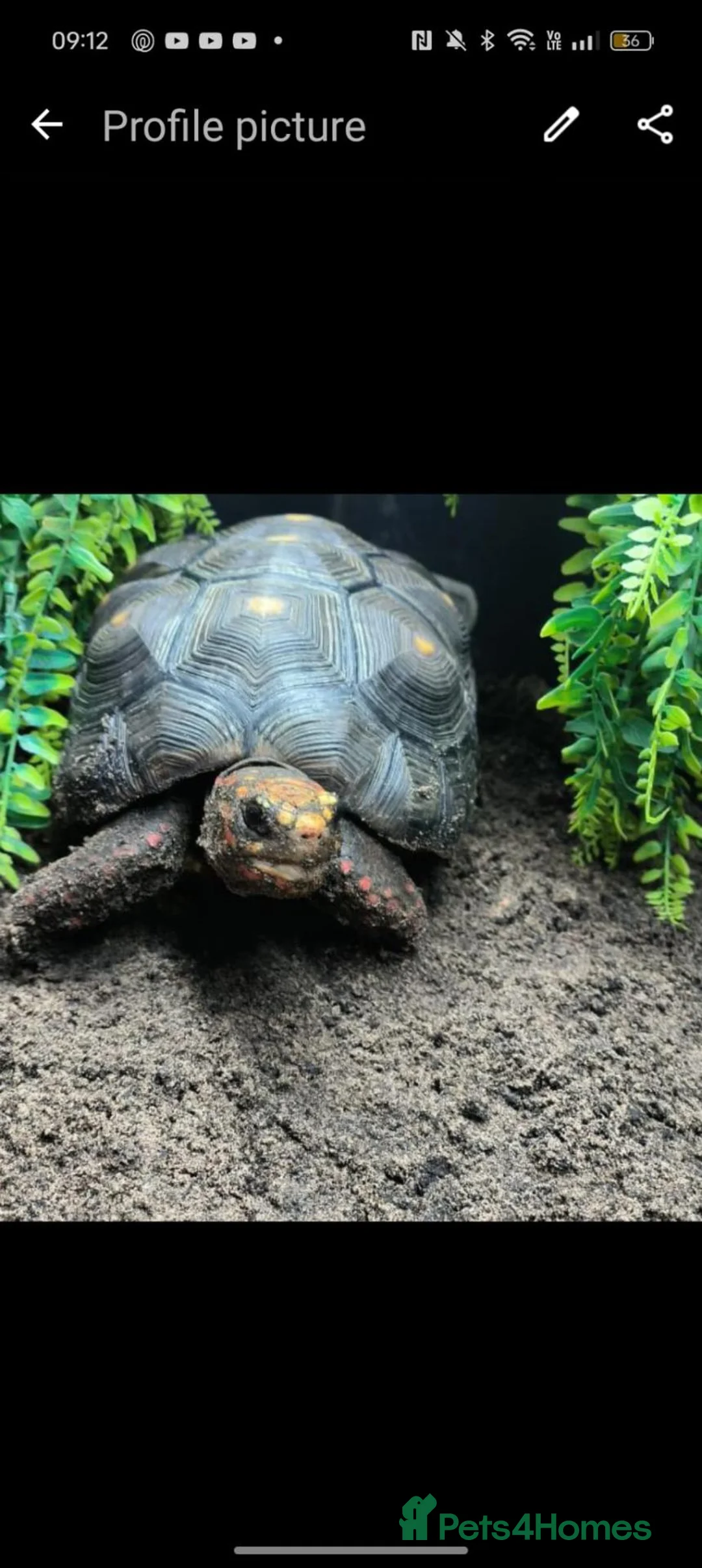 Tortoise reptiles for sale: Tortoise  in Sunderland - Advert 1