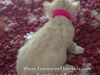 Bengal cats Tica registered bengal kittens - Advert 6