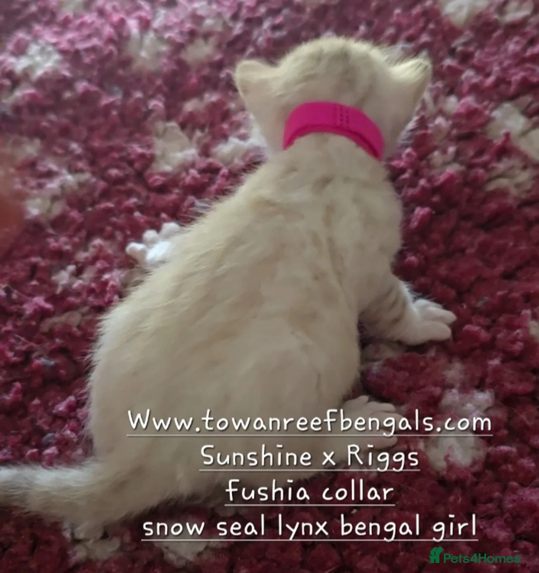 Bengal cats for sale: Tica registered bengal kittens - Advert 1