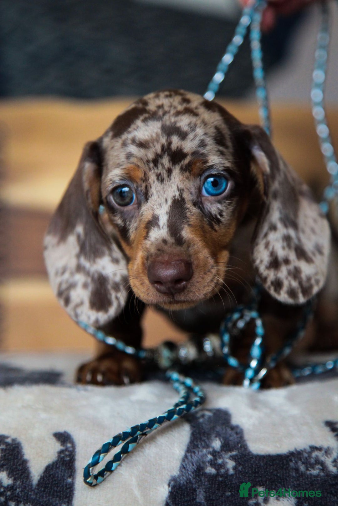Miniature Dachshund dogs for sale: KC CHOCOLATE MINIATURE DACHSHUNDS -5 STAR LICENSED - Image 10