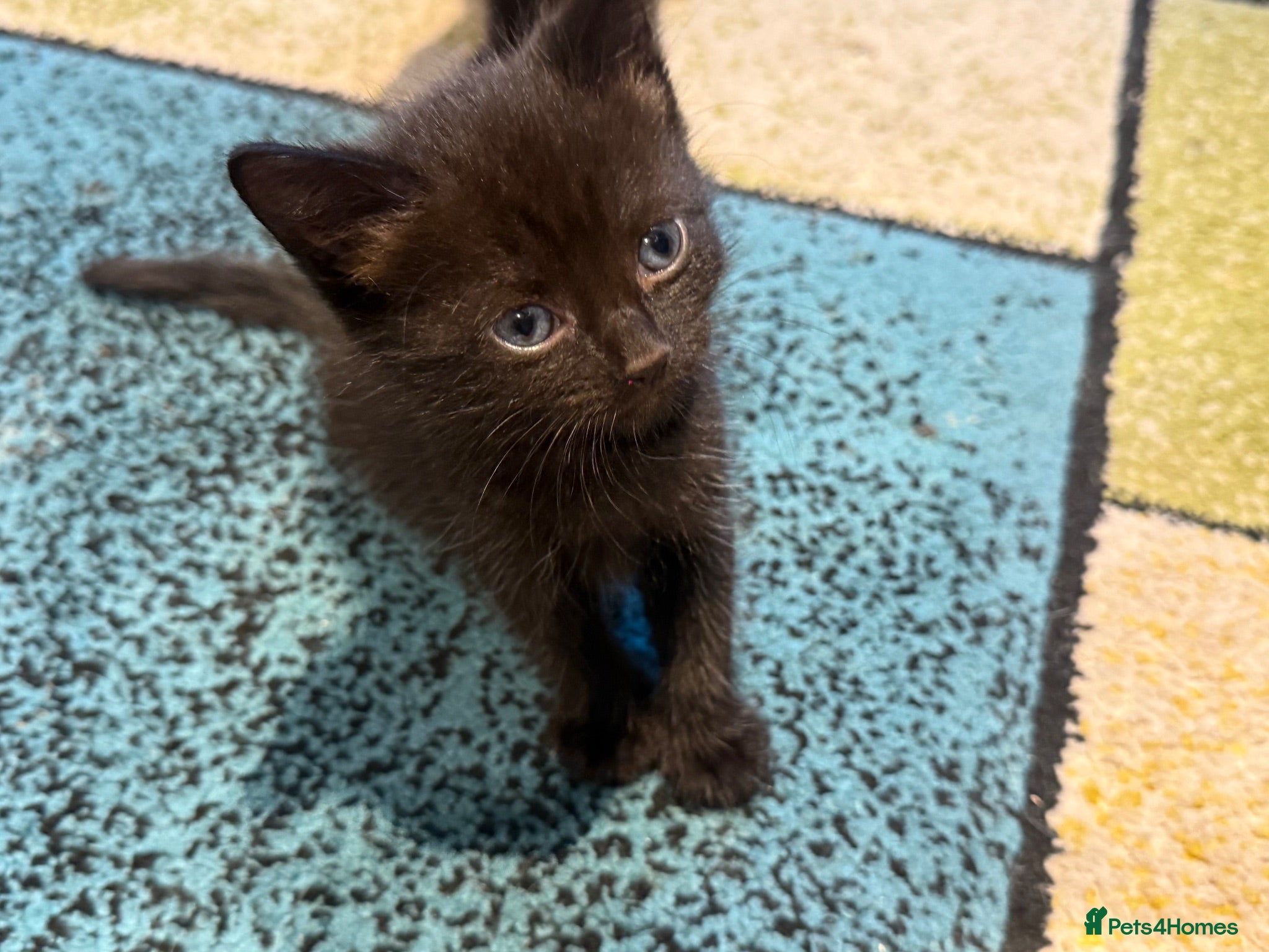 Mixed Breed cats 2 beautiful girl kittens for sale  - Advert 1