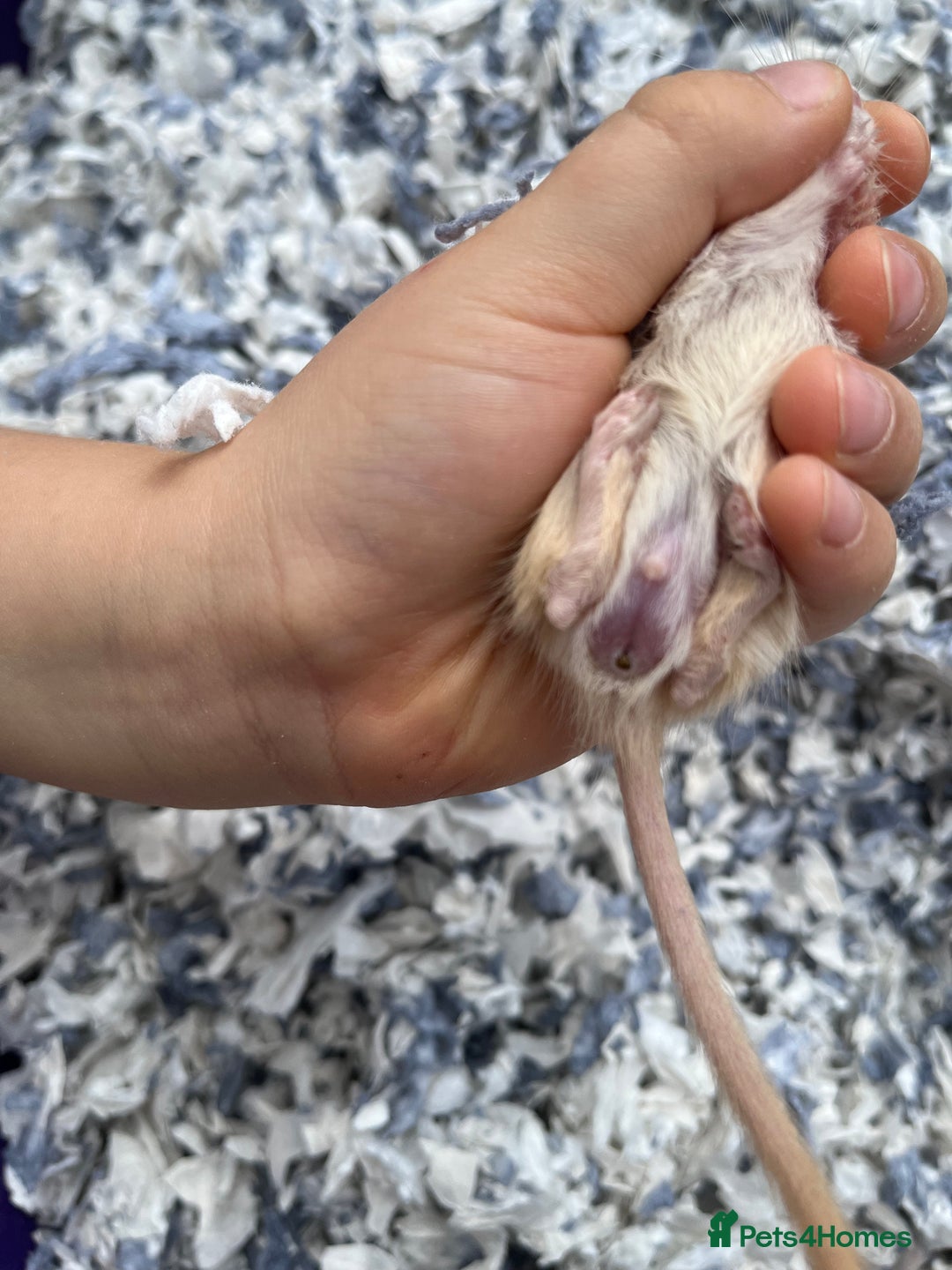 Gerbil rodents for sale: 10 gerbils for sale, in LONDON - Image 4
