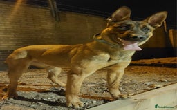 Belgian Shepherd Dog dogs for sale: Top working line puppies  - Image 8