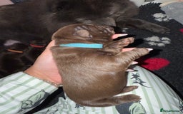 Chow Chow dogs for sale: Kc registered Pure chocolate chow chow puppies - Image 3