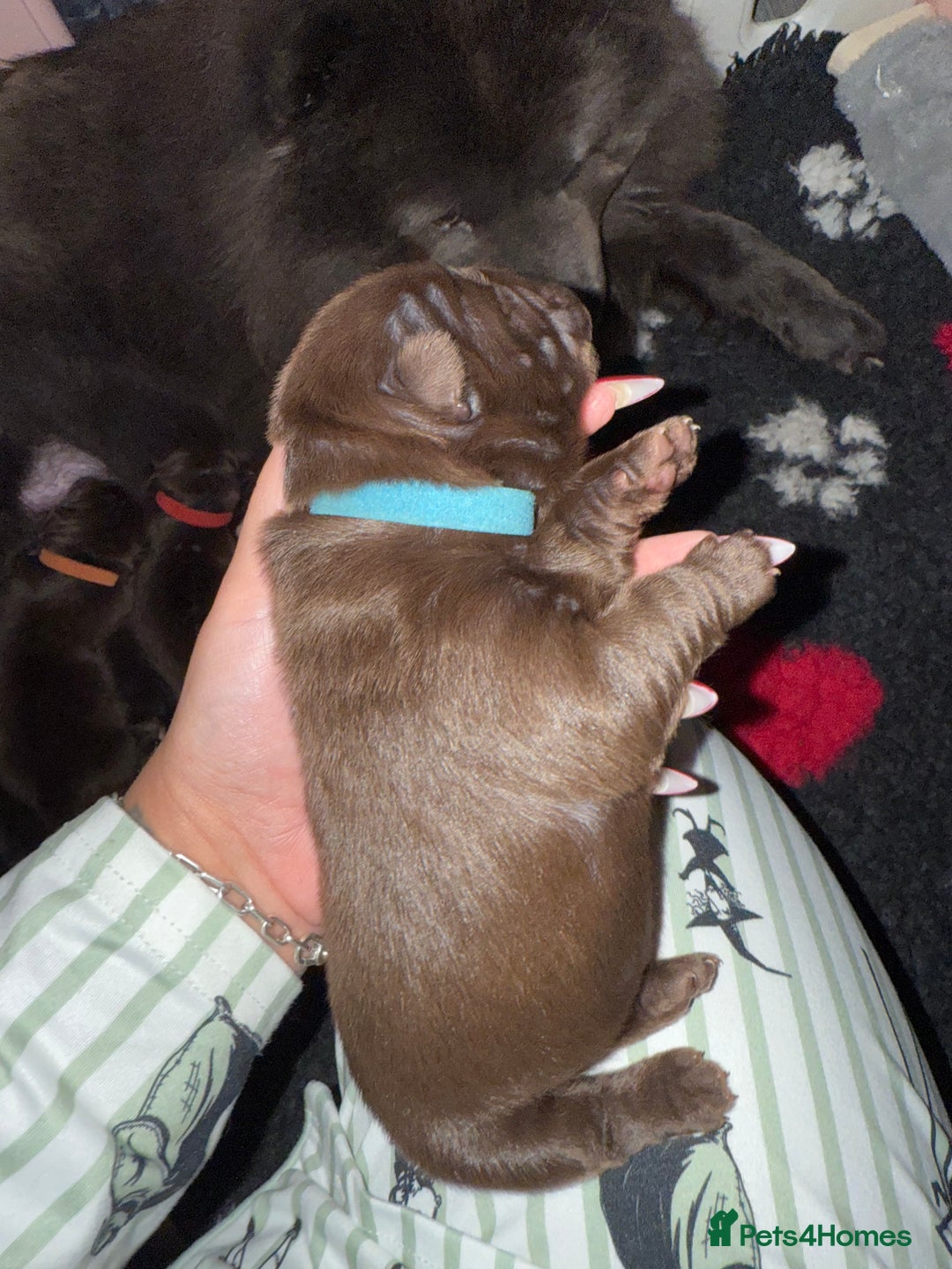 Chow Chow dogs for sale: Kc registered Pure chocolate chow chow puppies - Image 3