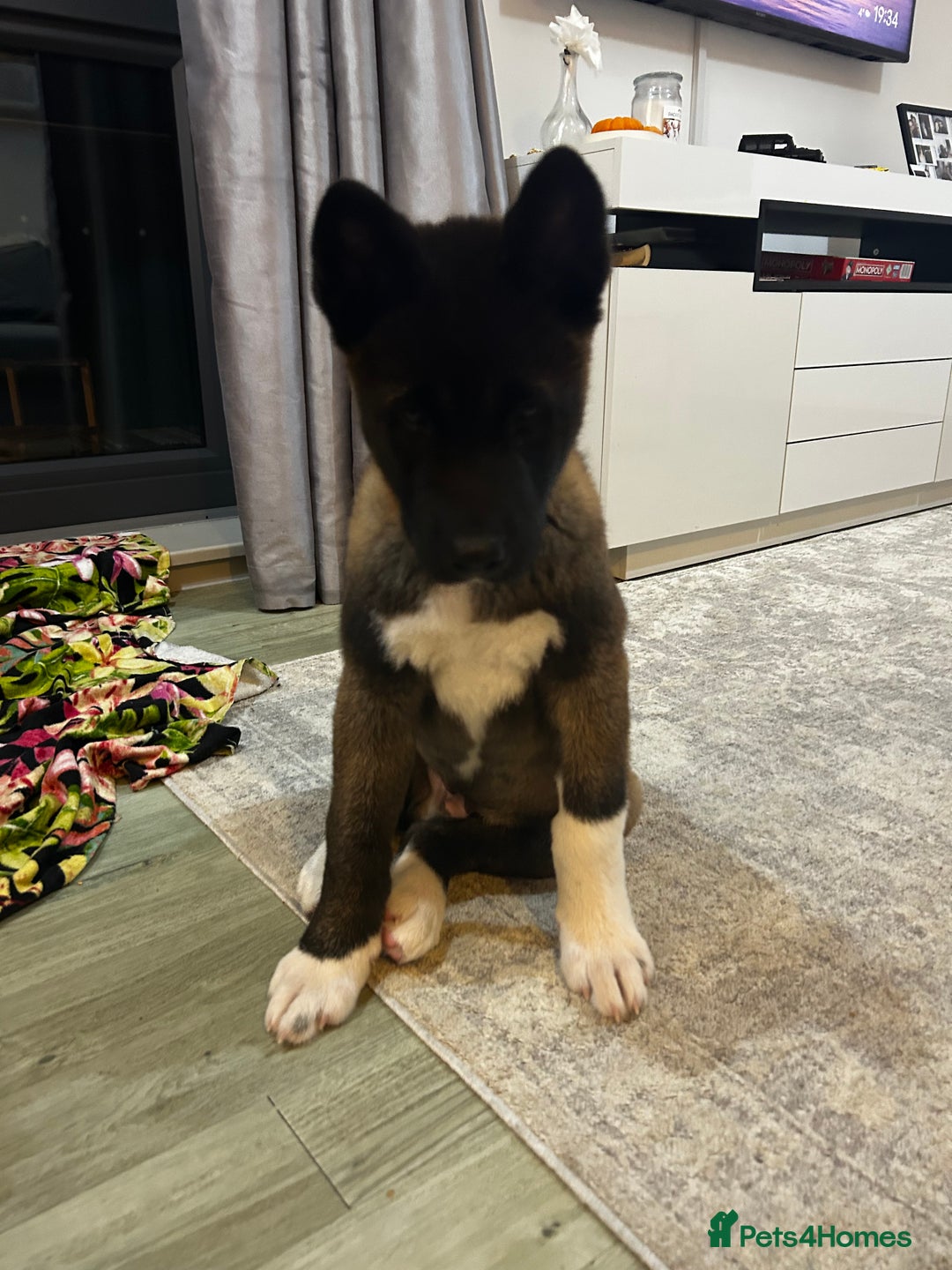 Akita dogs for sale: American Akita puppy looking for new home - Advert 19