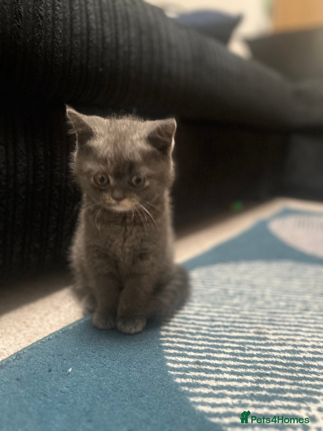Scottish Fold cats for sale: Scottish Fold x British Shorthair - Image 5