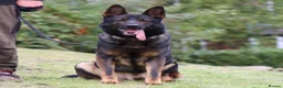 German Shepherd dogs for stud: **CZECH IMPORT STUD LIMITED TIME ** in Birmingham - Advert 3