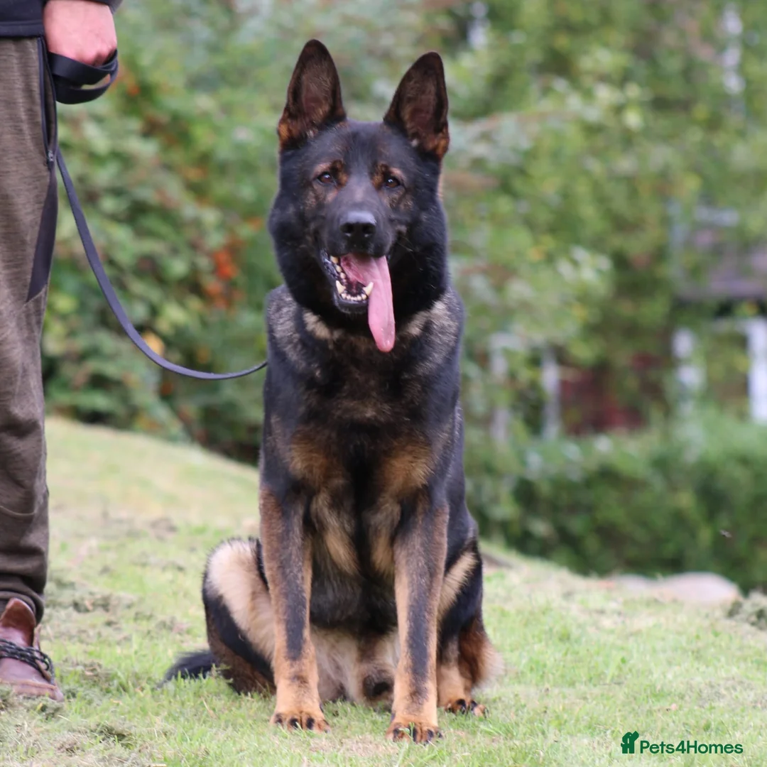 German Shepherd dogs for stud: **CZECH IMPORT STUD LIMITED TIME ** in Birmingham - Advert 3