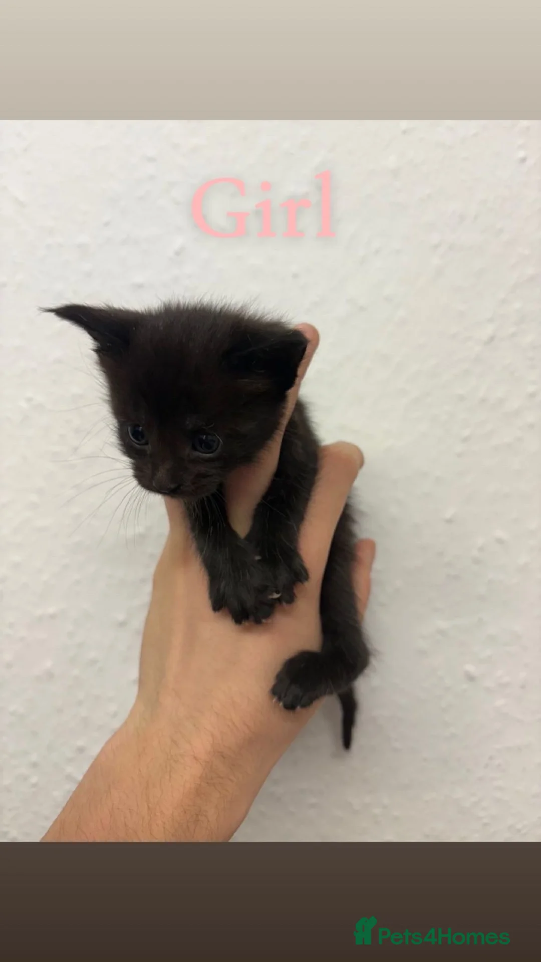 Maine Coon cats for sale: Mane coon cross  - Advert 4