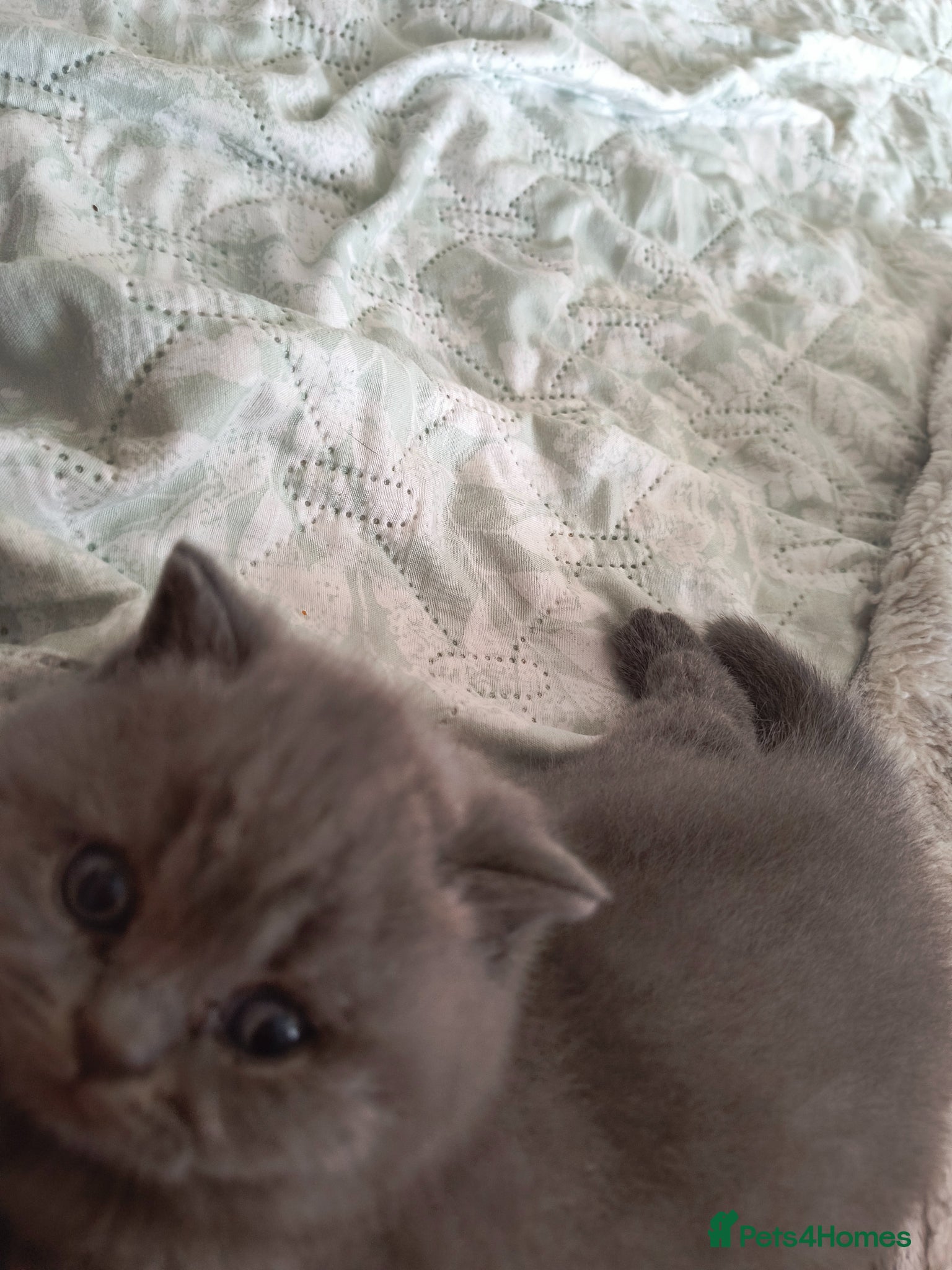 British Shorthair cats Exceptional. Fantastic girl. With silver pedigree. - Advert 2