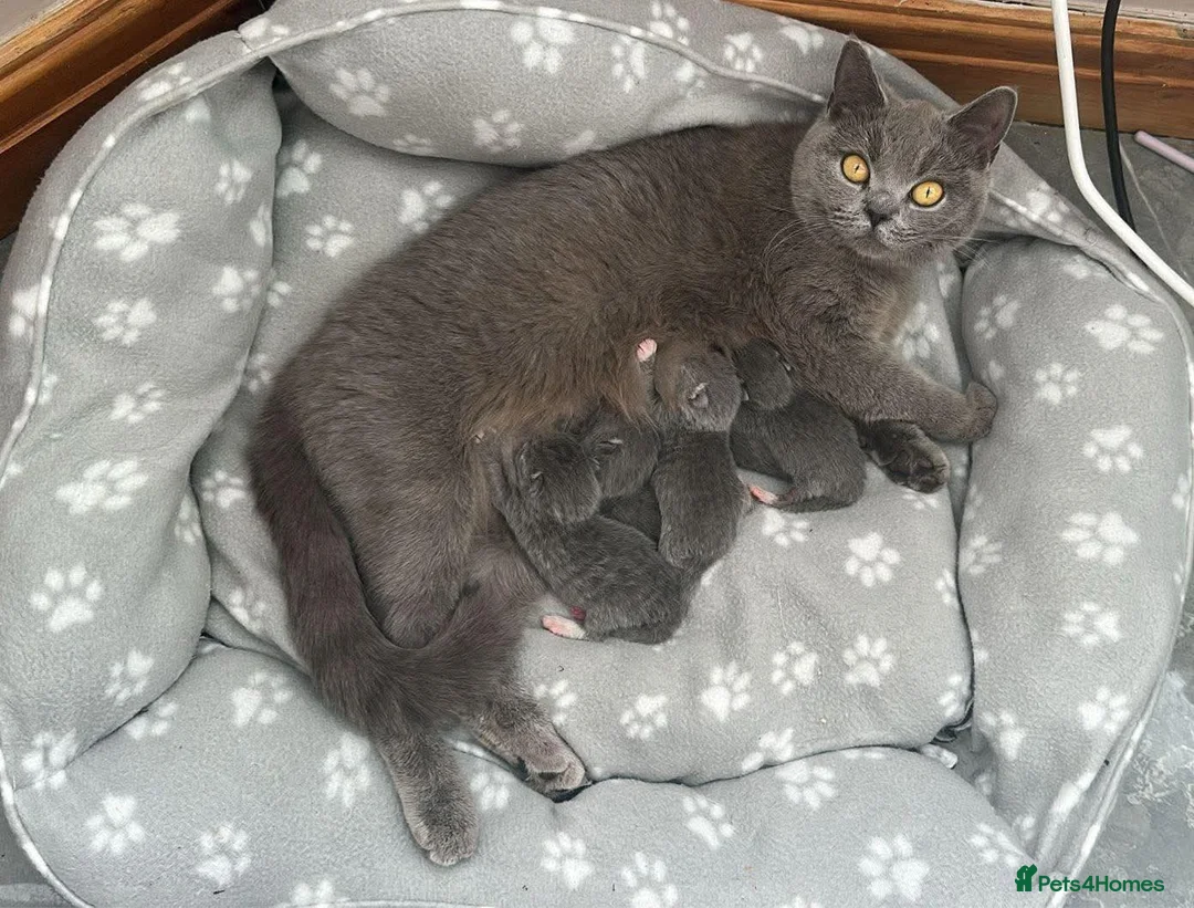 British Shorthair cats for sale: Blue British short hair X kittens  - Advert 16