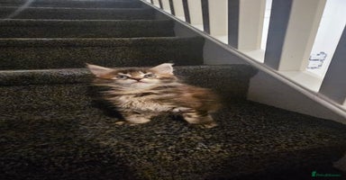 Maine Coon cats - Advert 3