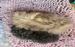 Guinea Pig rodents for sale: GORGOUS PAIR OF ALPACA BOYS🩵🩵 - Image 2