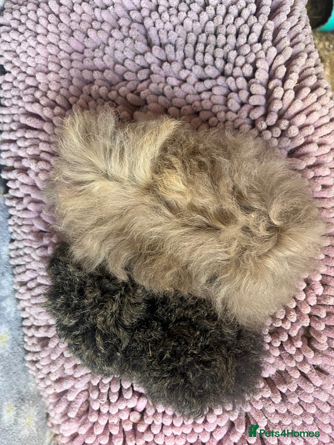 Guinea Pig rodents for sale: GORGOUS PAIR OF ALPACA BOYS🩵🩵 - Image 2