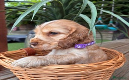 Cocker Spaniel dogs for sale: Beautiful Show Type KC registered Cocker Spaniels  - Image 6