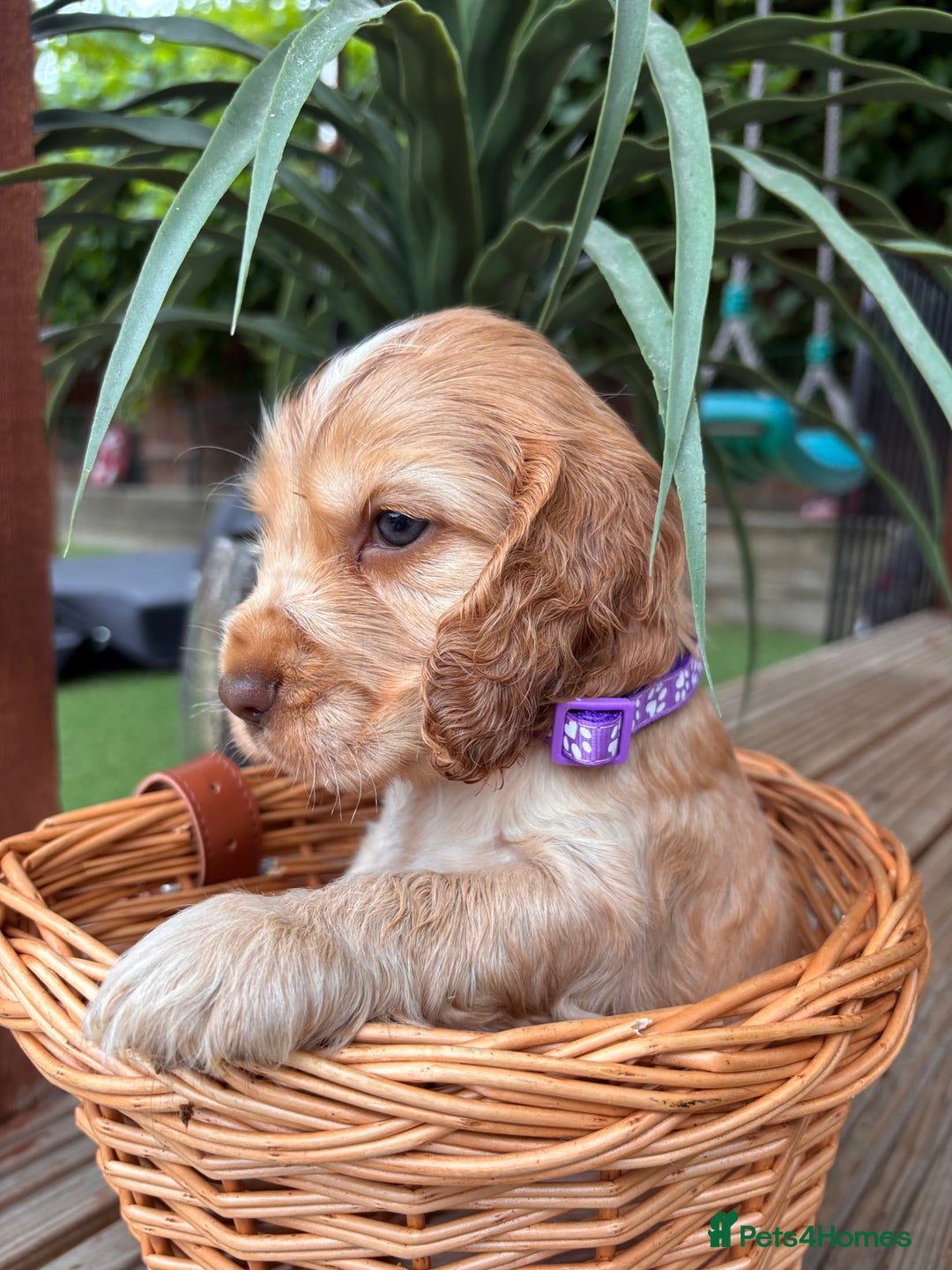 Cocker Spaniel dogs for sale: Beautiful Show Type KC registered Cocker Spaniels  - Image 6