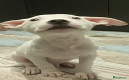 Mixed Breed dogs for sale: Pinky is a gorgeous Ambull x girl  - Image 5
