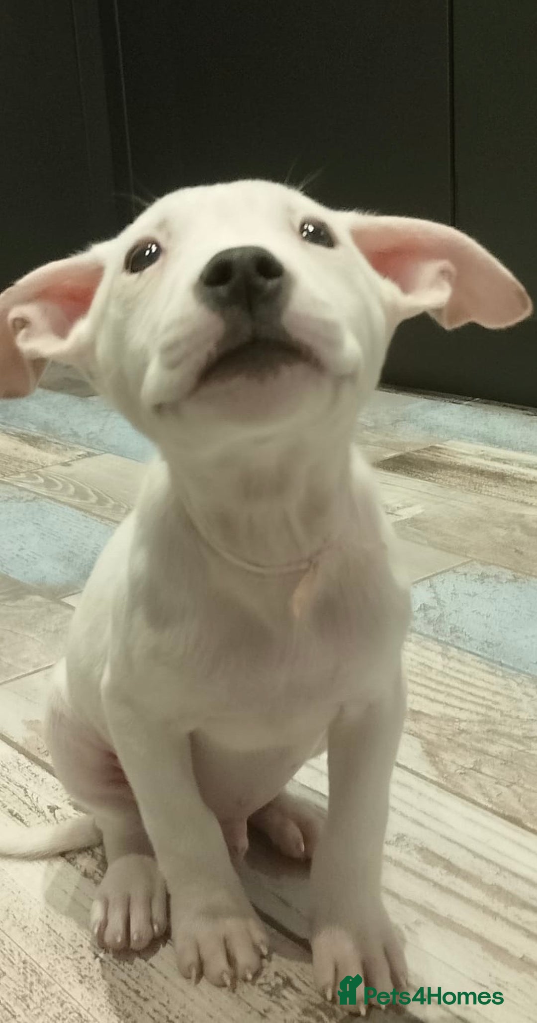 Mixed Breed dogs for sale: Pinky is a gorgeous Ambull x girl  - Image 5