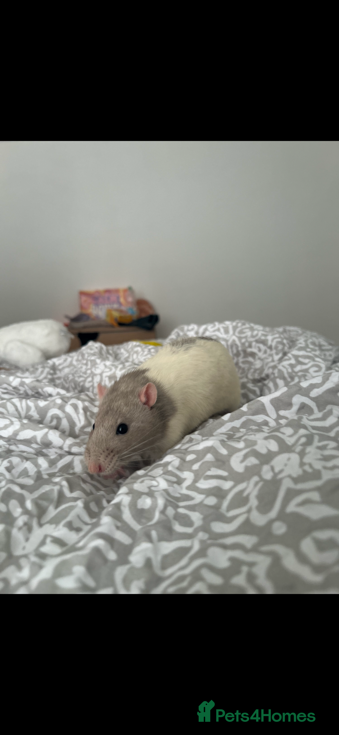 Rat rodents for sale: 3 male rats - Advert 4