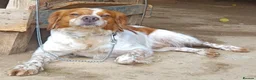 Brittany Spaniel dogs for adoption: Kiko, Brittany, aged 3 in Nottingham - Advert 3