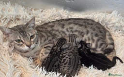 Bengal cats for sale: Beechwood Bengals  stunning SILVER kittens - Image 2