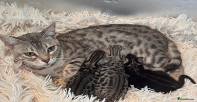 Bengal cats - Advert 16